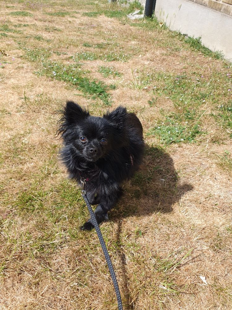 Chihuahua/pomeranian Pomchi