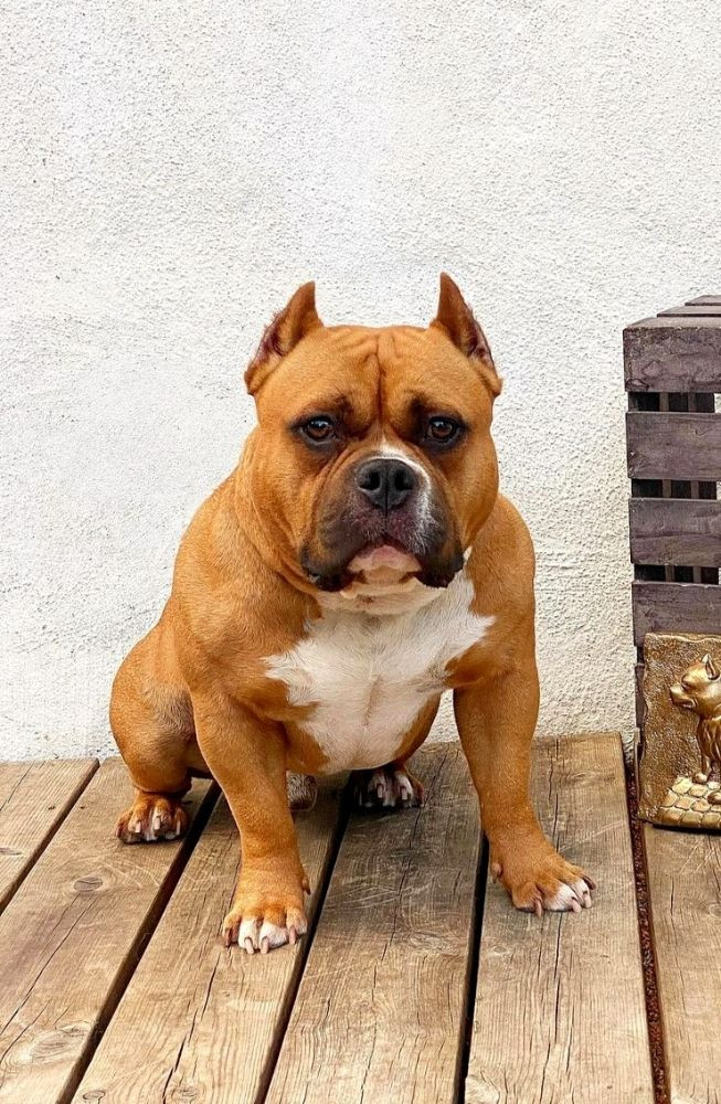American Bully