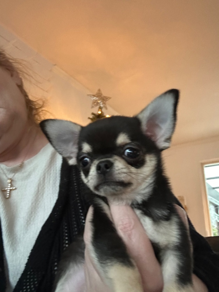 Mini chipette