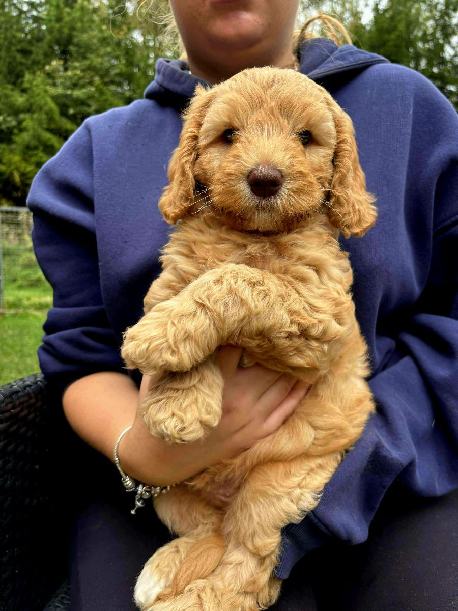 Australien labradoodle hane
