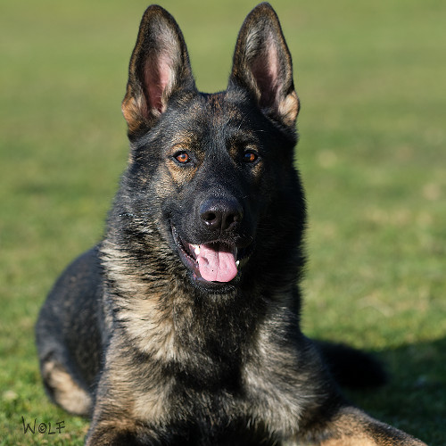 German Shepherd Dog