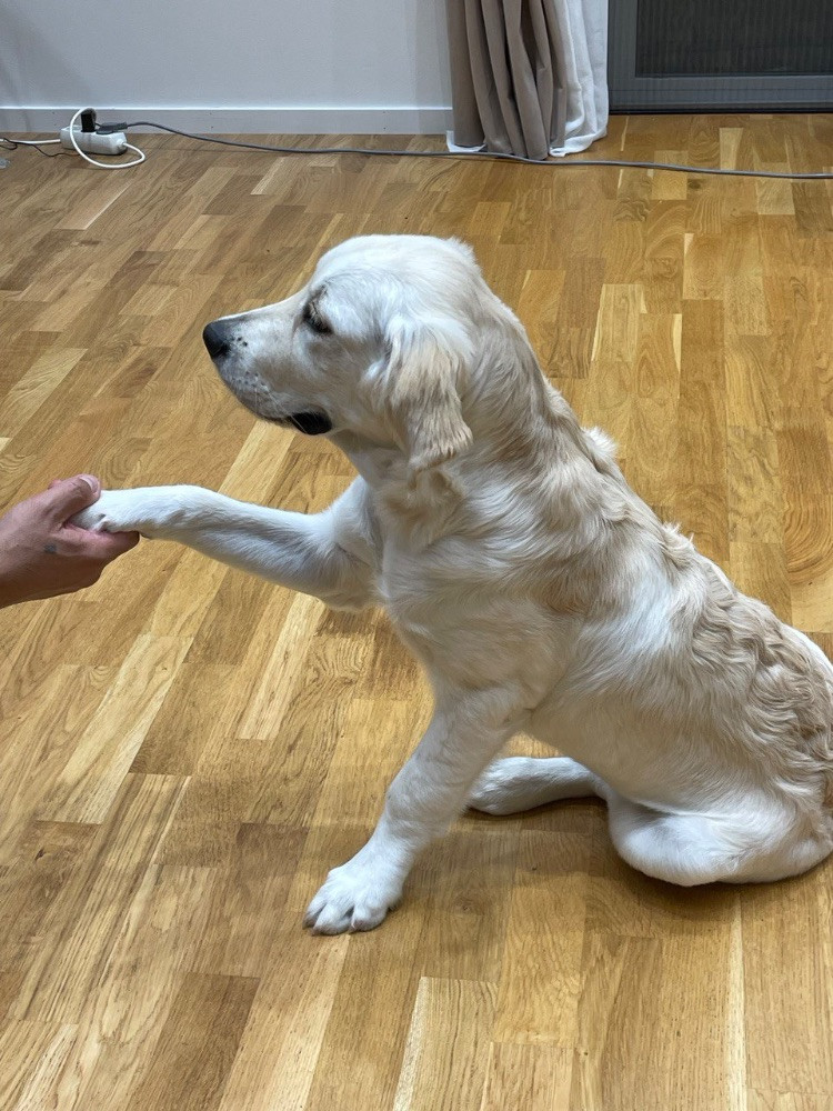 Golden Retriever
