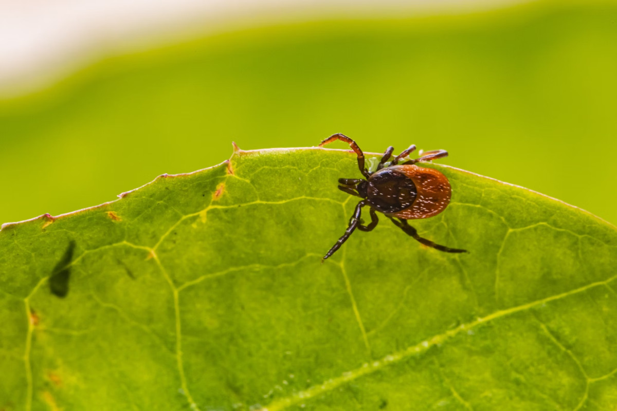 Protect Your Dog From Ticks and Other Parasites in Summer