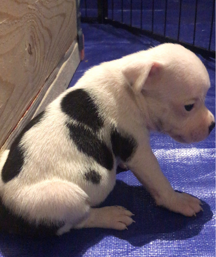 Tattmans kennel