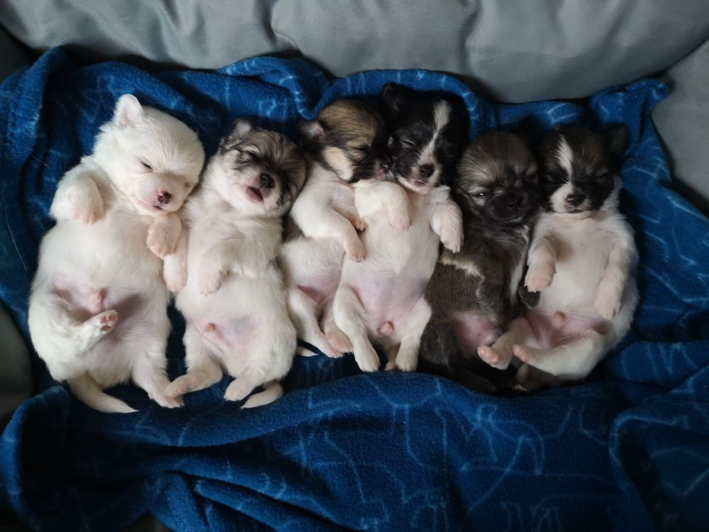 Bohusklippans