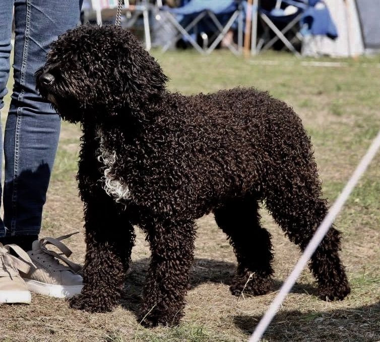Spanish Water Dog (Perro de Agua Espanol)