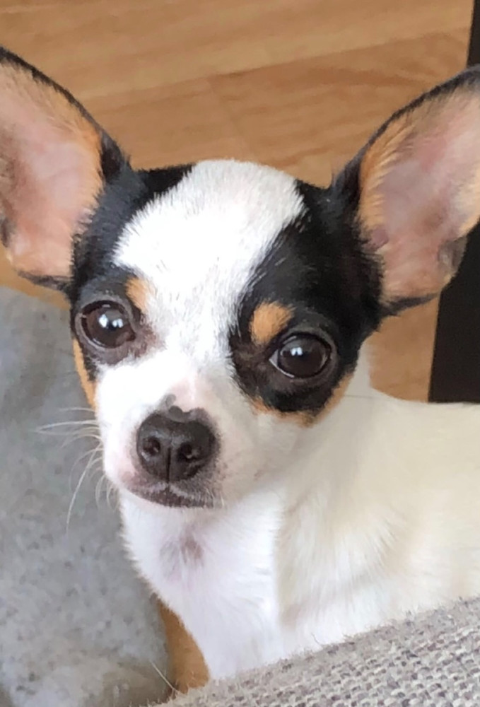 Chihuahua, Jack Rusell