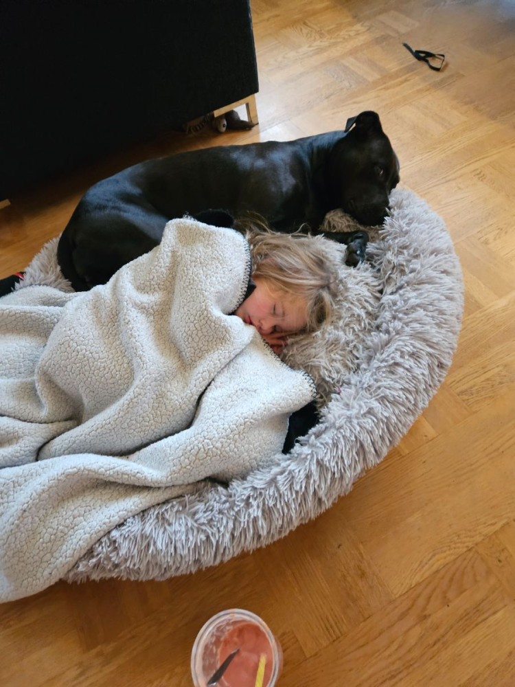 Amstaff, rottweiler och amerikan bully xl