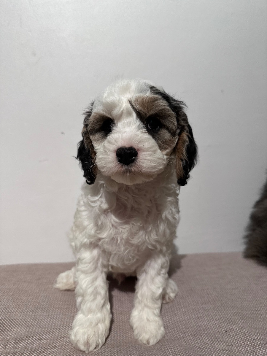 Cavapoo F1 · 2025-11-04 · Hässelby · Suss E.