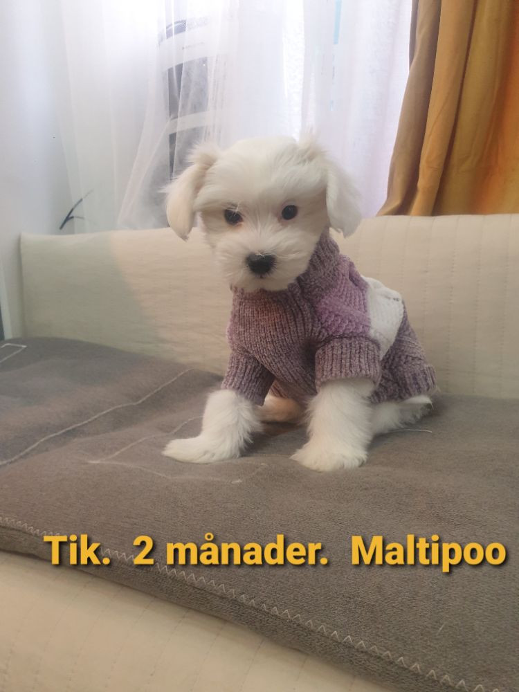 Maltipoo