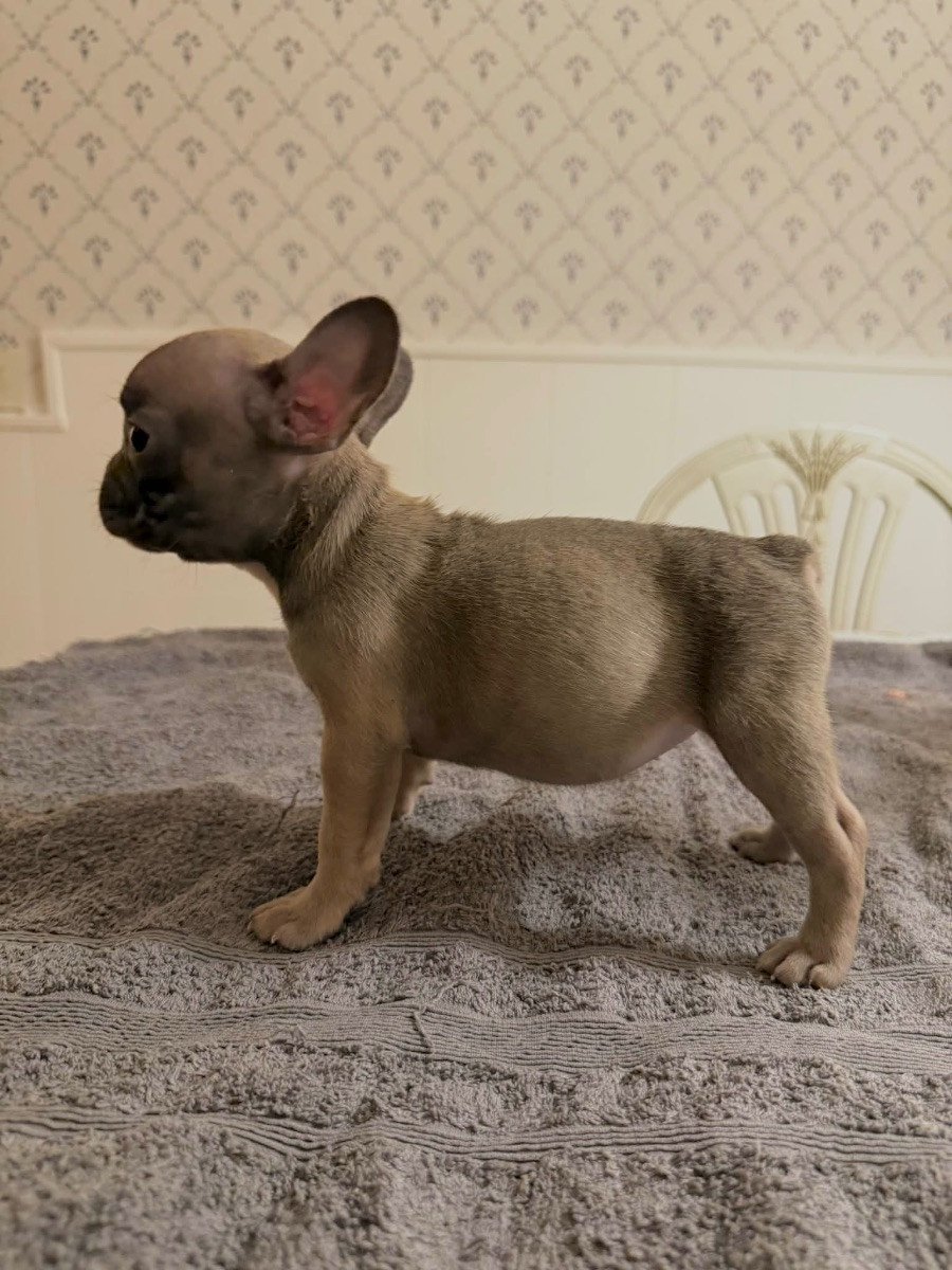 Fransk bulldogg · 2025-10-29 · Kalmar · Alwa L.