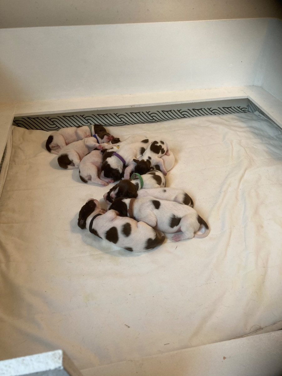 Gammel dansk hønsehund