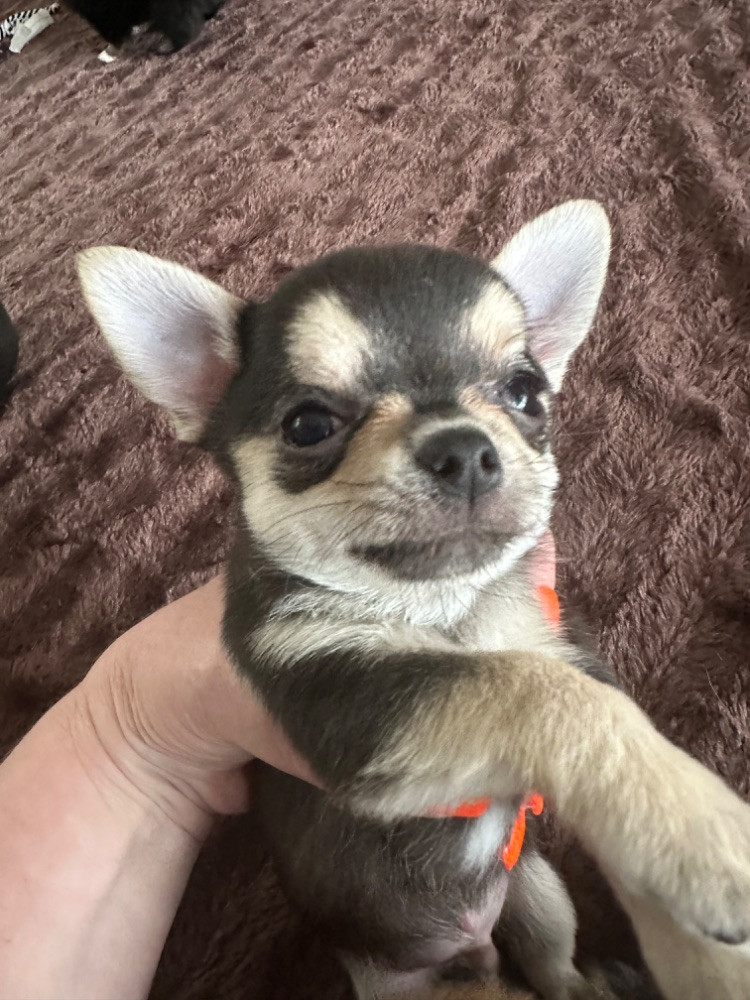 Mini chipette