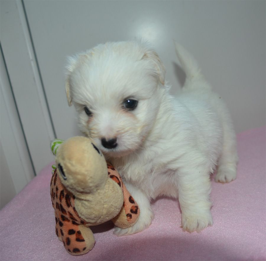 Coton de Tulear