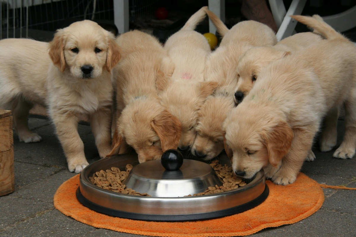 Common Mistakes When Selling Puppies and How to Avoid Them