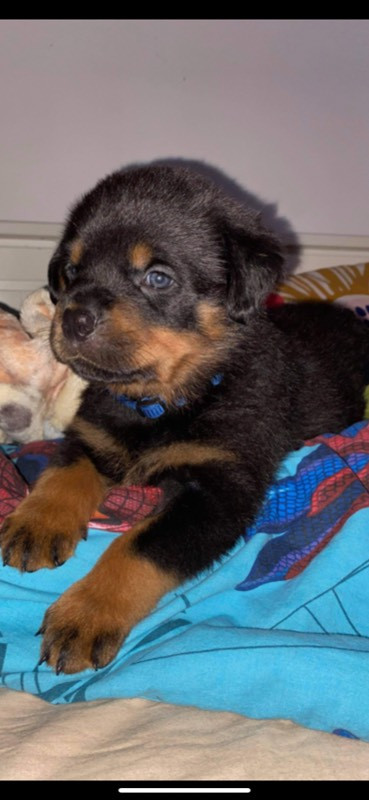 Black magnificents kennel