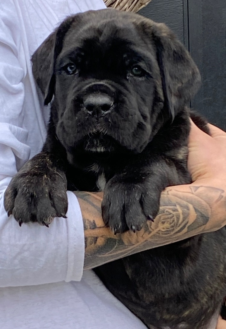 Cane corso