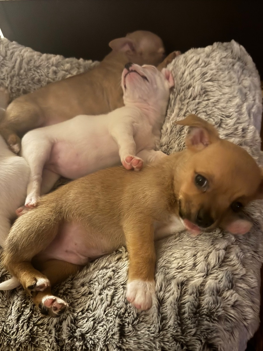 Bully/chihuahua · 2025-11-11 · Trosa · Anette S.