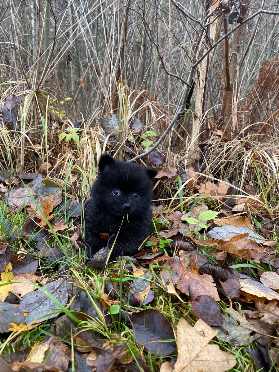 Pomchi · 2025-09-22 · Braås · Susanne F.