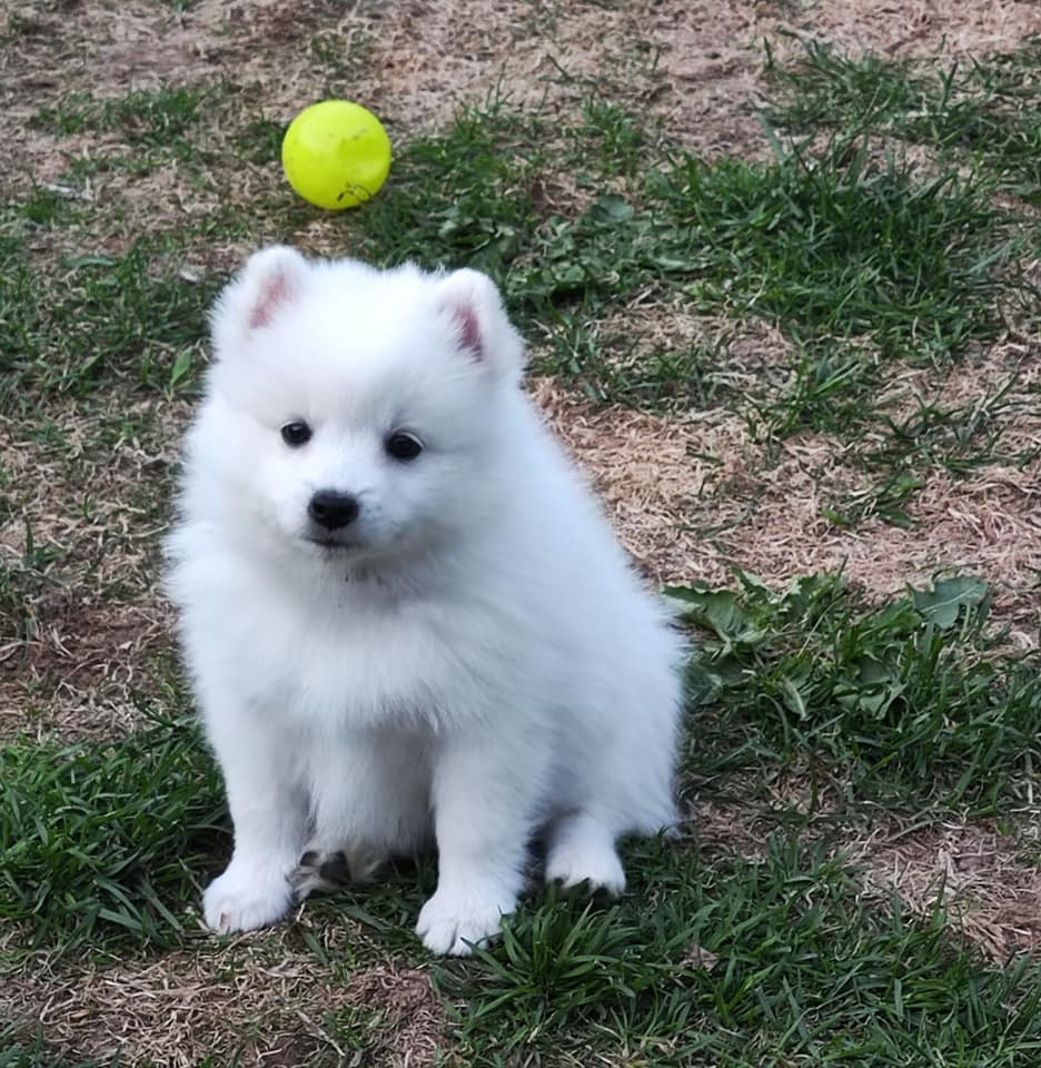 Japanese Spitz