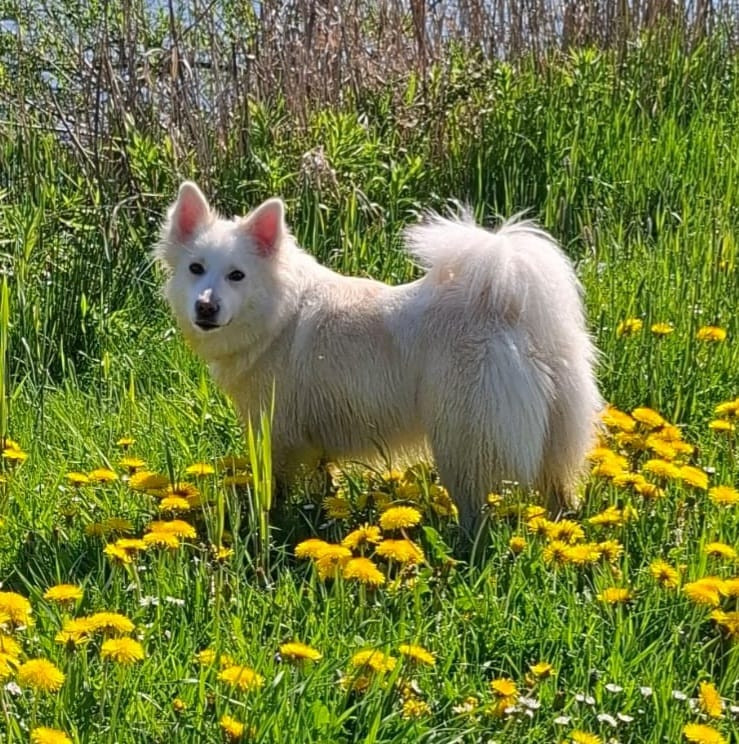 Icelandic Sheepdog