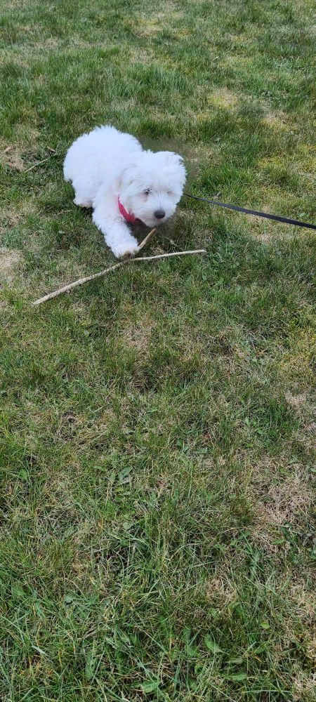 Bichon Frise