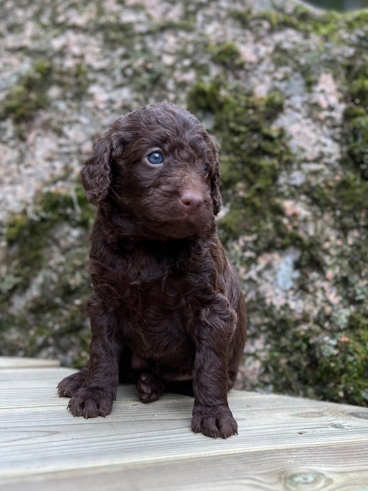 Isadoras Pudel och Cockerpoo