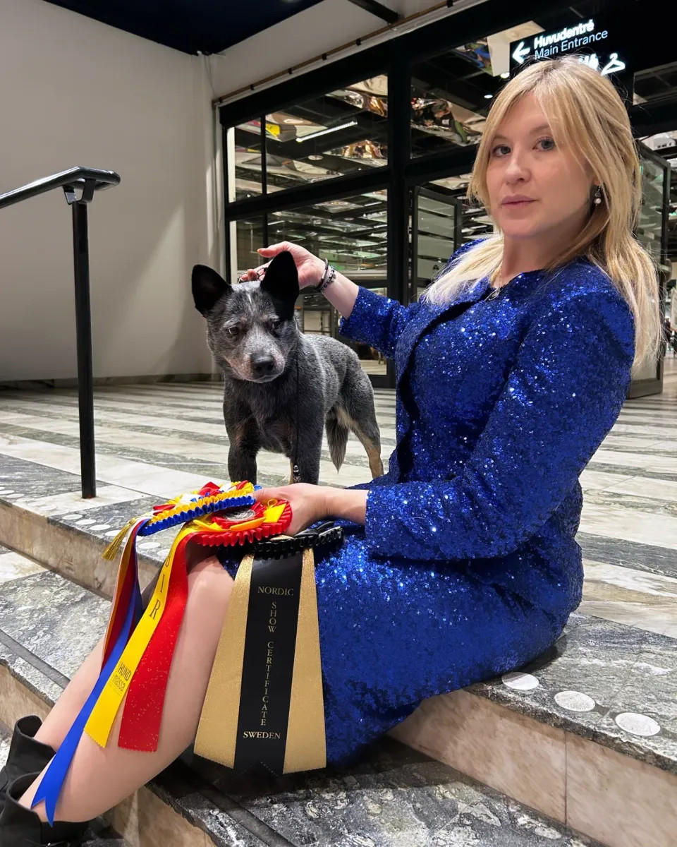 Australian Cattle Dog