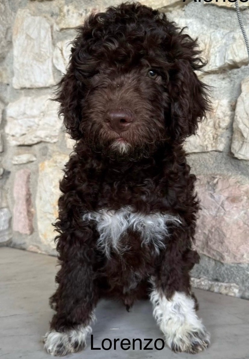 Lagotto Romagnolo
