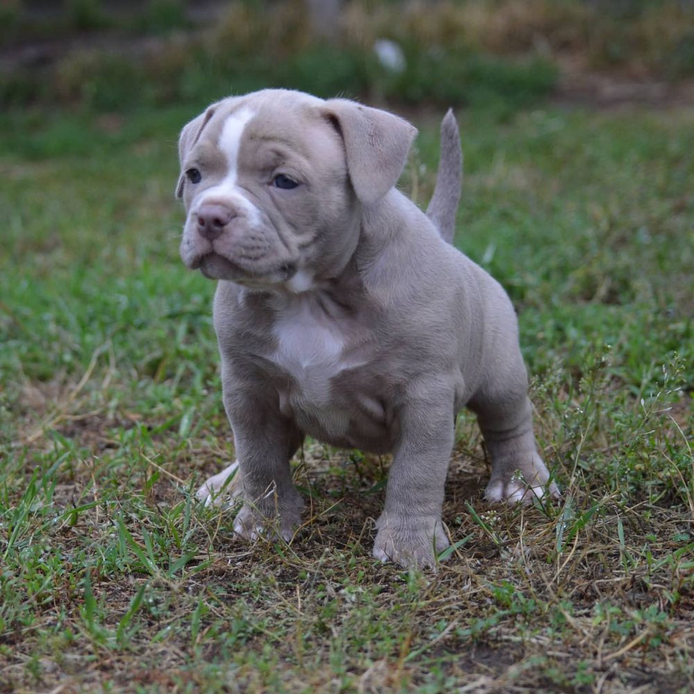 Redhouse Bully