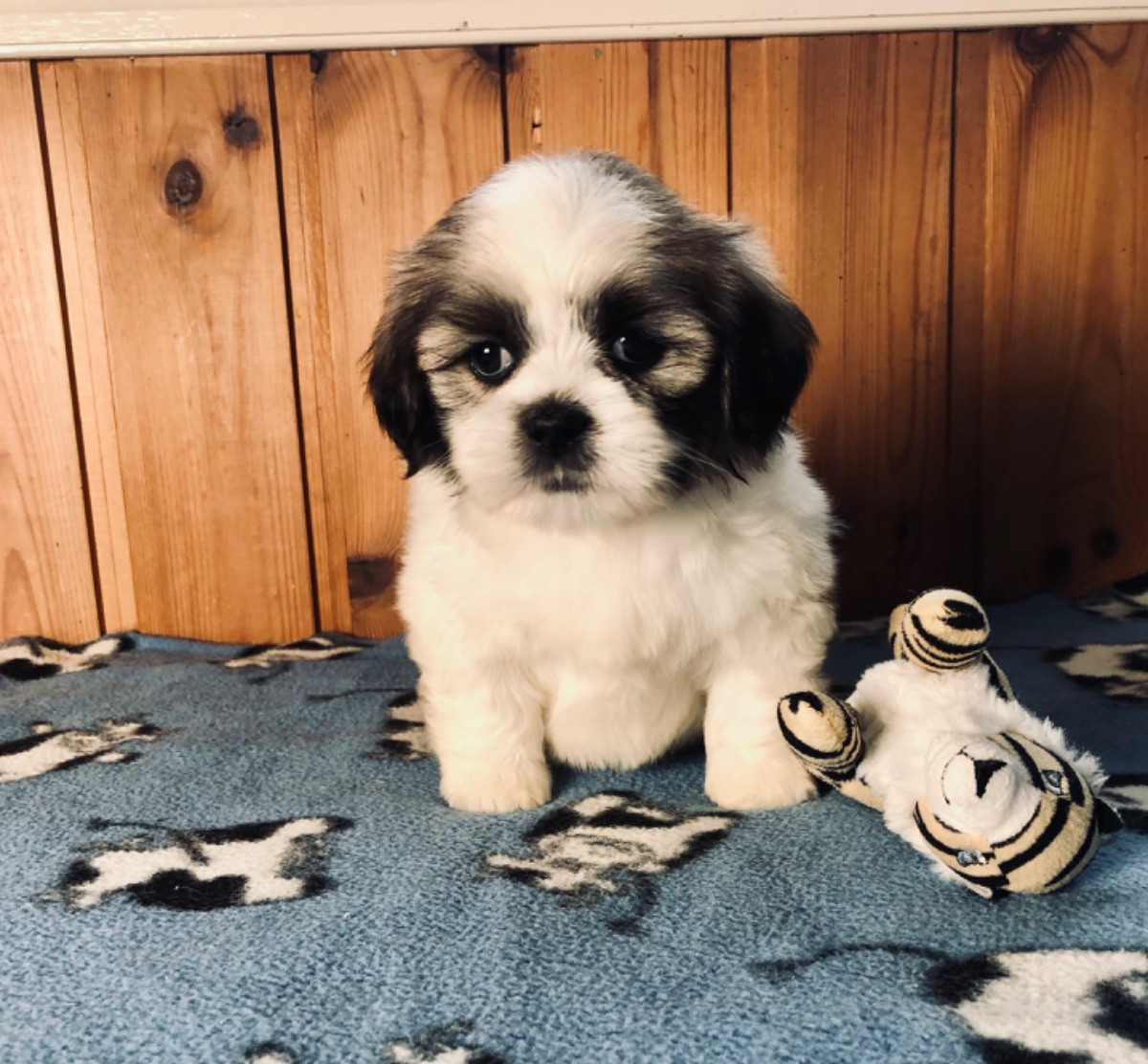 Lhasa apso