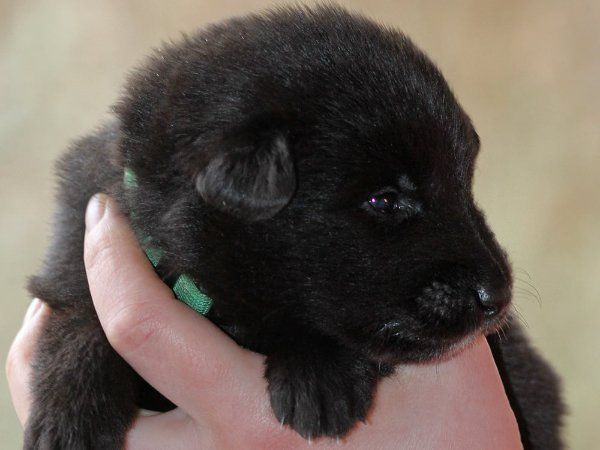 Belgisk vallhund – Groenendael