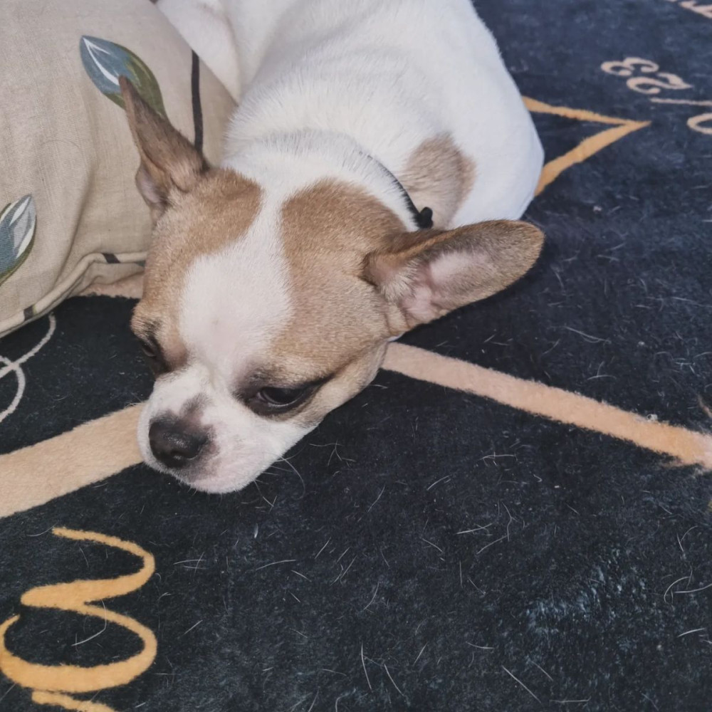 Franskbulldog/chiuahua