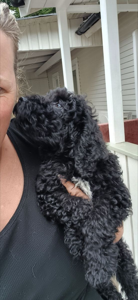 Australian Labradoodle WALA