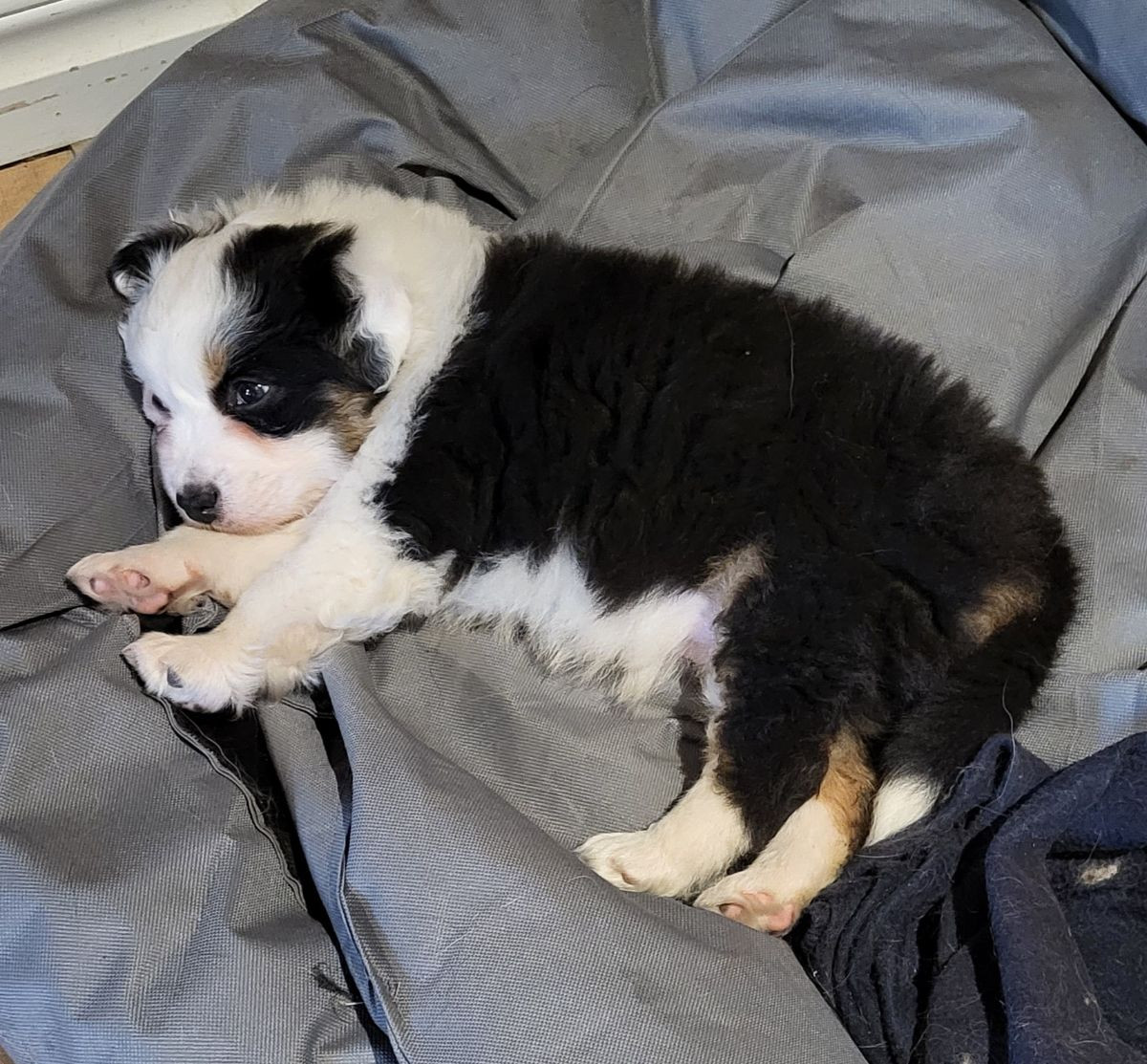 Australian Shepherd