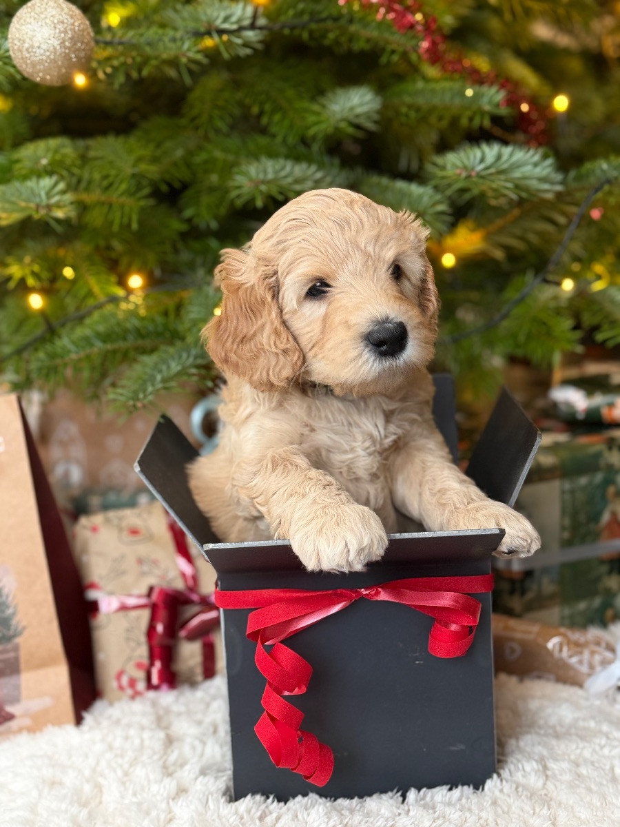 Labradoodle · 2025-11-11 · Trelleborg · Caroline J.