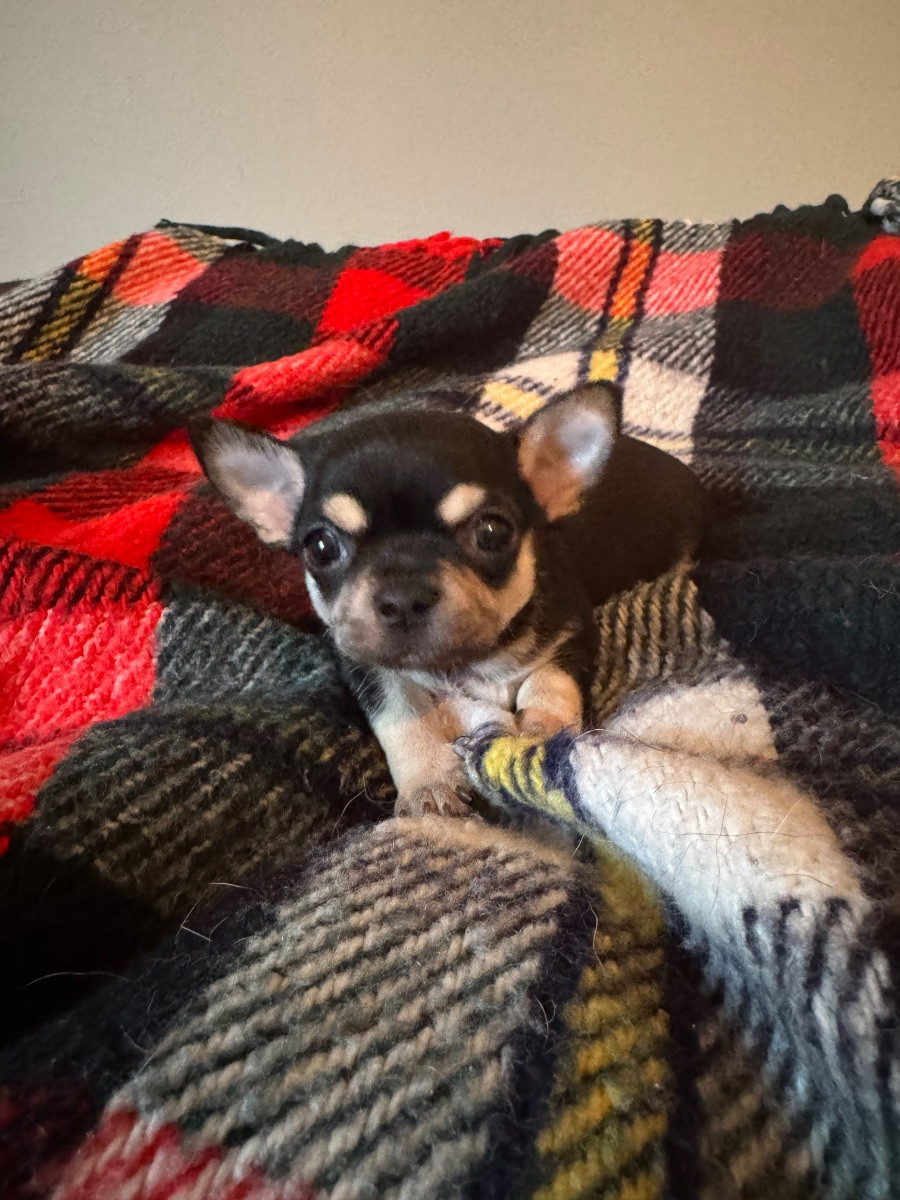 Chihuahua