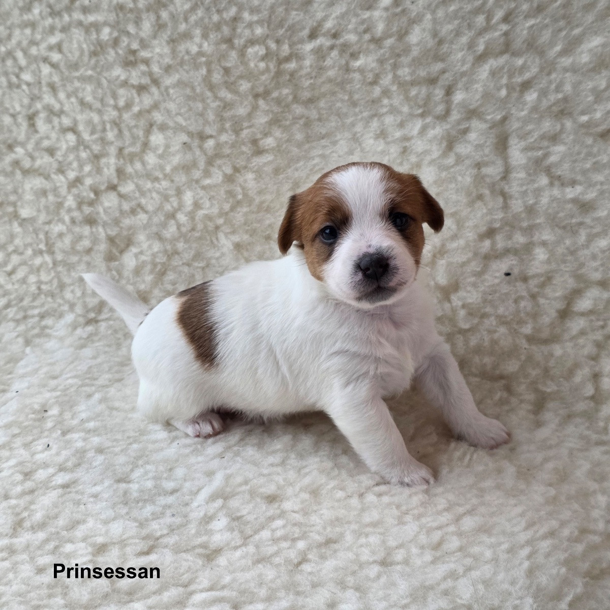 Jack Russell Terrier · 2025-11-21 · Värmdö · Ingela J.