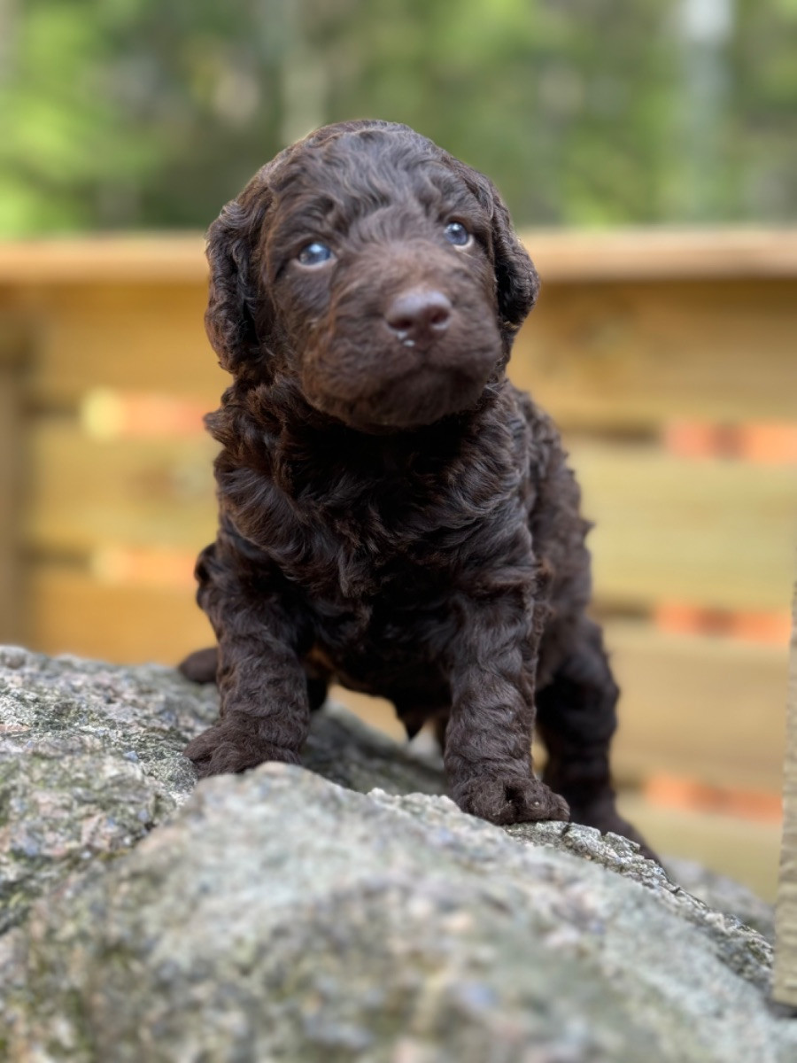 Isadoras Pudel och Cockerpoo