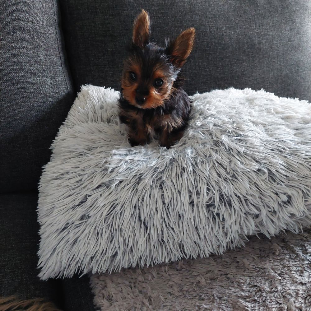 Yorkshire Terrier
