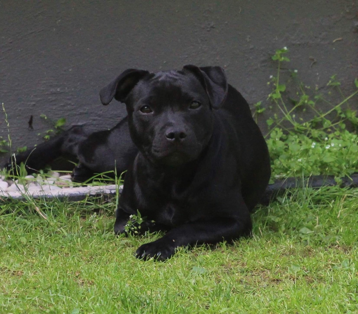 Staffordshire Bull Terrier