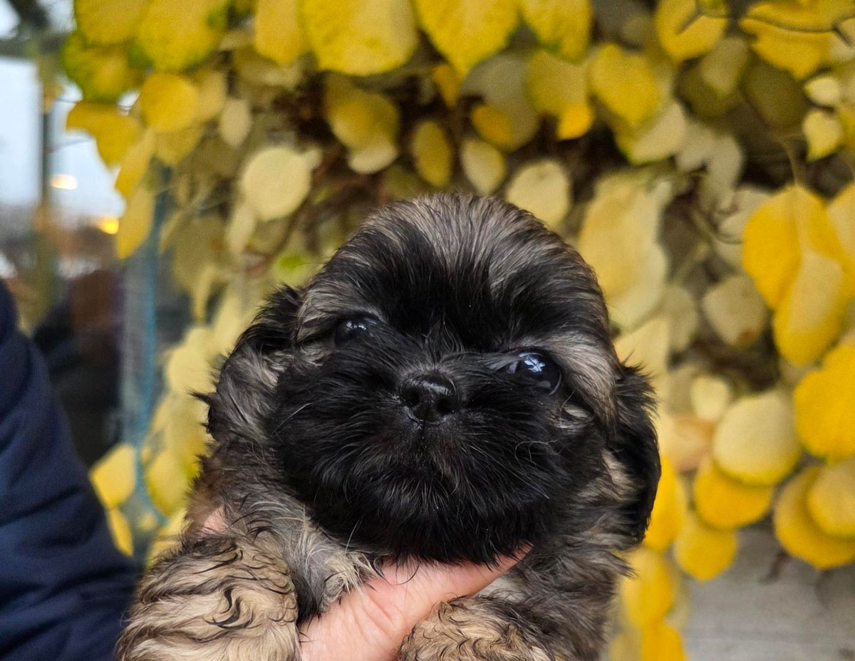 Shih Tzu