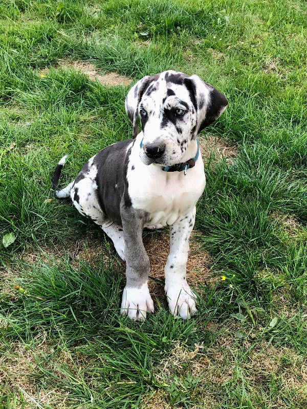 Great Dane (Grand danois)