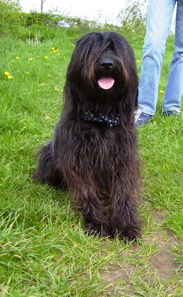 Catalan Sheepdog (Gos d’atura català)