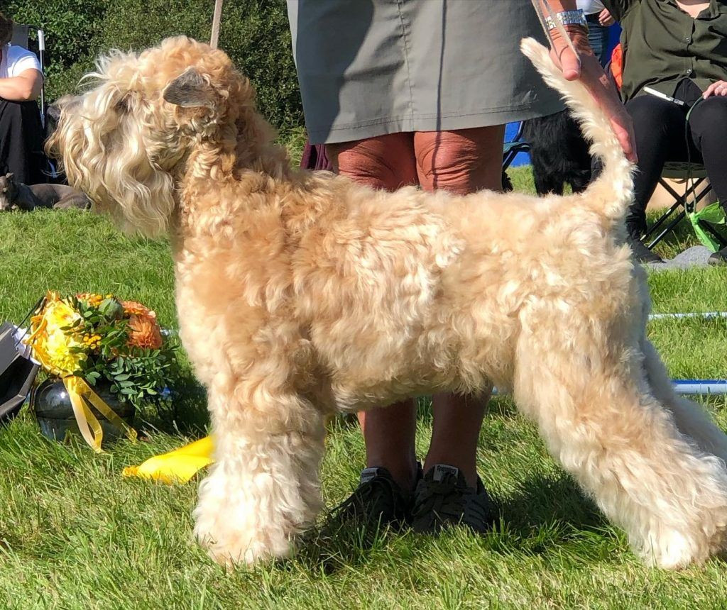 Coredogs