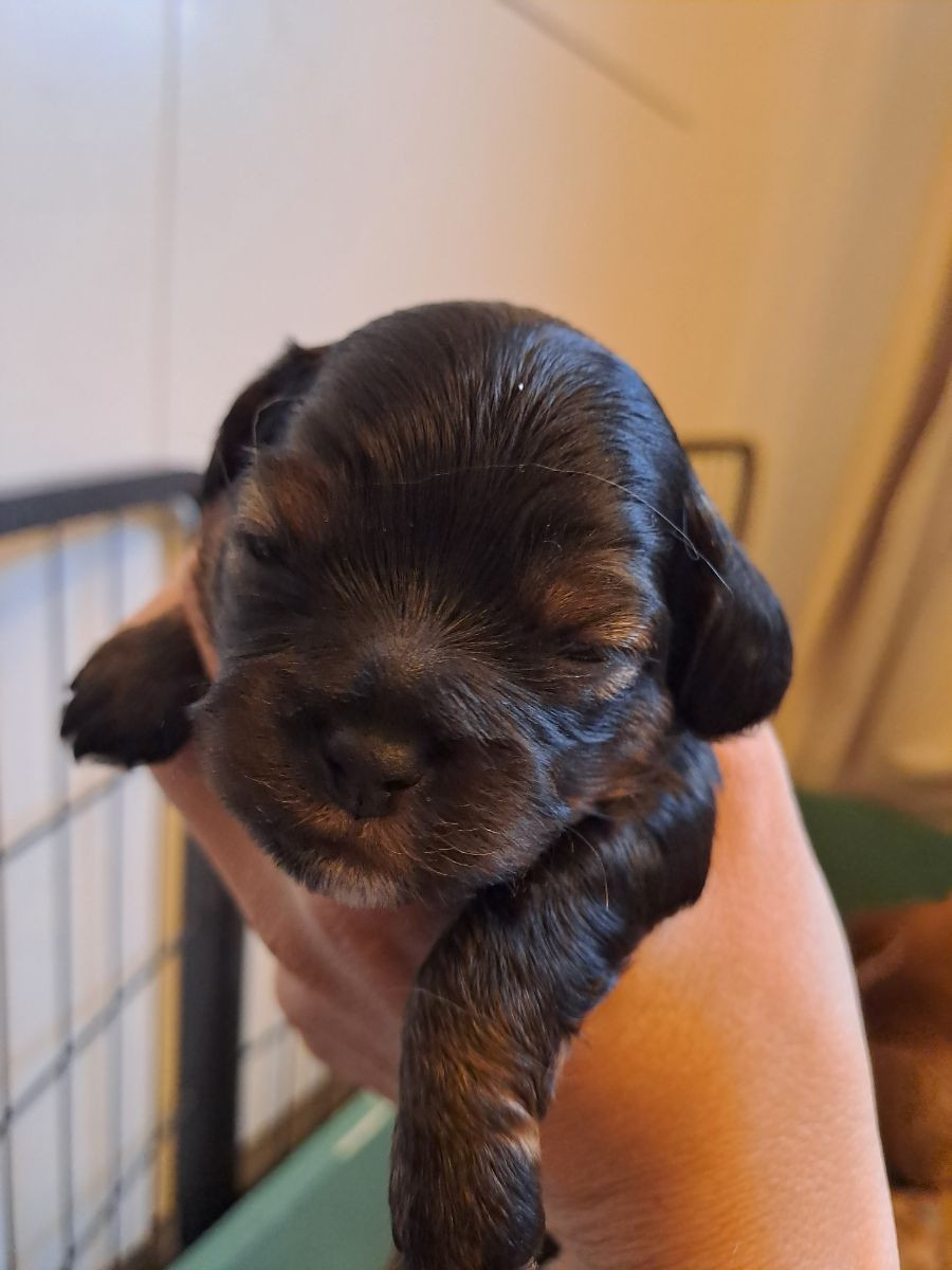 Maltipoo