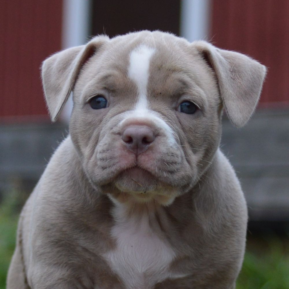 Redhouse Bully