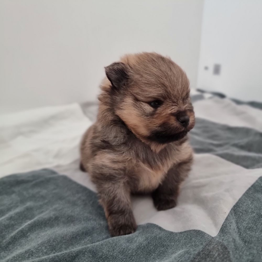 Royalcockerpoo