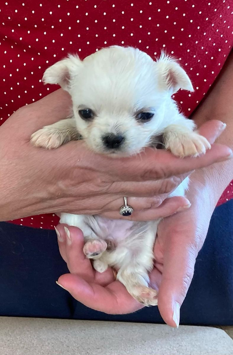 Paw Passion