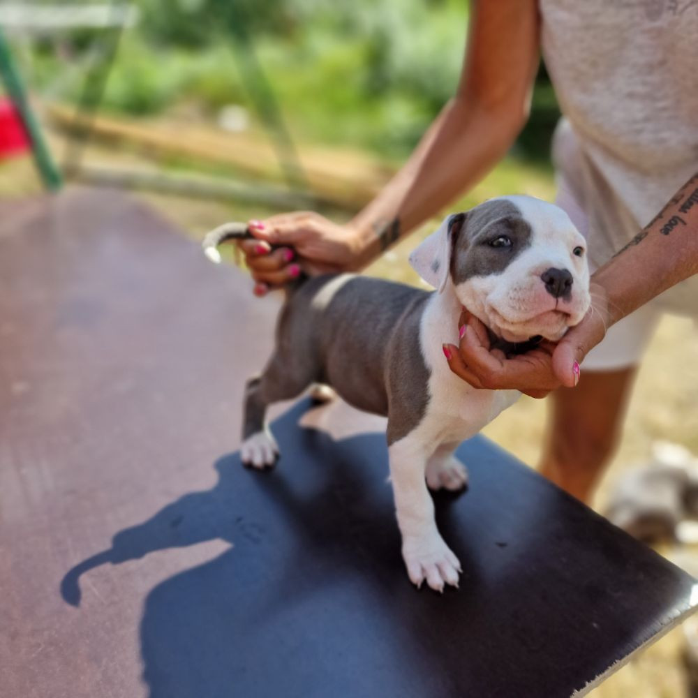 S-möja Bully